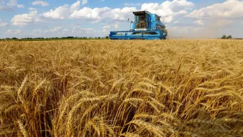 القمح الروسي