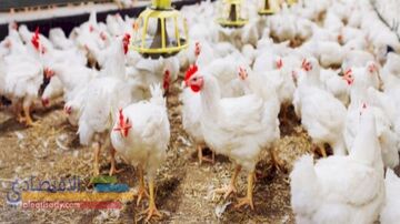 بورصة الدواجن 