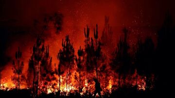 غابات شرق الجزائر